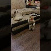 Ты Че Нападаешь На Меня Чтоли