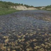 Сирень Федя Карманов