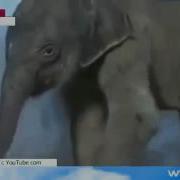 Как Плачет Слоненок
