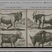 Удивительные Животные Книга Яна Йонстона Описание Чудес Природы