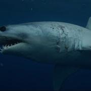 Shark In The Ocean