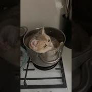 Ну Блять Если Лежу
