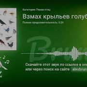 Шум Крыльев Голубей