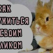 Дафи Помири