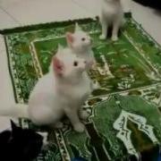 Котята Читают Мавлид