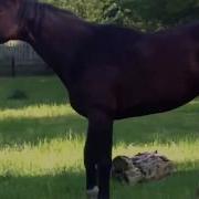 Stallion Covering Mating A Mare Just A Quickie