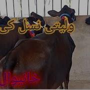 Mavshi Mandi Update 1 Oct 2021 Khanewal Mavshi Mandi Latest Update