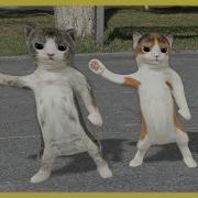 Dancing Cats