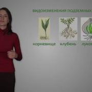 Многообразие Побегов 6 Класс