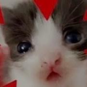 Silly Playlist 2 You Can Be A Little Silly Cat