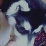 Купил Собаку Что Бы Дома Не Грустил