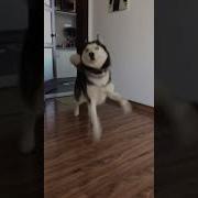 Прикол Собака Танцует