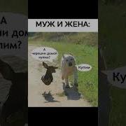 Прикол Муж Ищет Жену