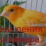 Уроки Пения Для Кенара