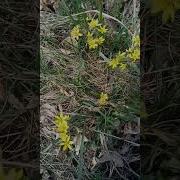 Мы Гуляли С Тобою У Речки