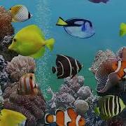 Дельфины Целебные Звуки И Песни Дельфинов