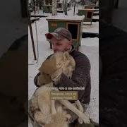 Эти Кошки Надо Мной Смеялись