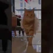 Вызов Стюардессы Звук