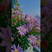 Ты Половинка Сердца Моего
