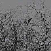 Crow Hunting Кроухантинг С Новым Годом Карл