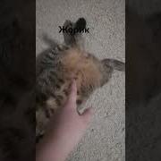 Лежачий Полицейский Тоже Человек