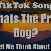 What S The Prob Dog Song