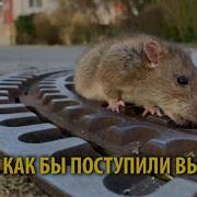 Как Спасали Крысу