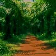 A Forest Extended Mix