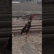 Андижон Хурозлари