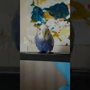 Говорящая Птичка Нюша