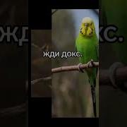 Жди Деанон Сваттинг И Докс