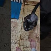 Подбежишь К Своему Кожаному