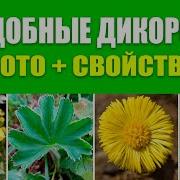 Фильм Дикоросы