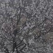 Орук Зарга Кетели Ак Турпак