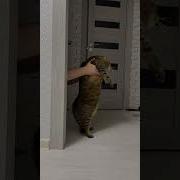 Крутая Музыка С Котами