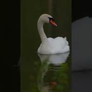 Мелодия Для Видео Памяти