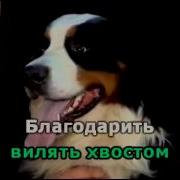 Бутырка Шарик Минус