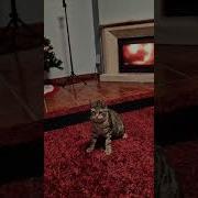 Мармок Ты Хочешь Разбудить Во Мне Зверя