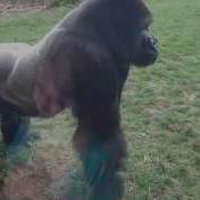 Full Version When A Silverback Attacks