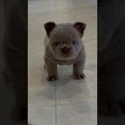 Frenchie Frenchie