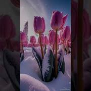 Тямаев Карлар Карала Икэн