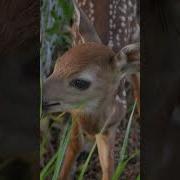 Yells At And Makes Cry Deer