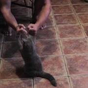 Boxing Duel Of The British Cat Of Simka Кот Боксер