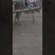 Осёл С Ручником