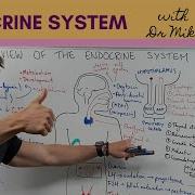 Endocrine Lecture