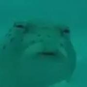 Чё За Х Йня Б Ять