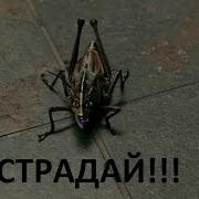 Восторг Палуза Страдай
