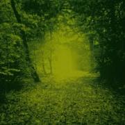Leaves Fill The Path Duzzled Gamechops