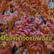 Моя Любовь Жива Минус