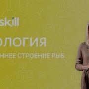 Внутренние Строение Рыб
